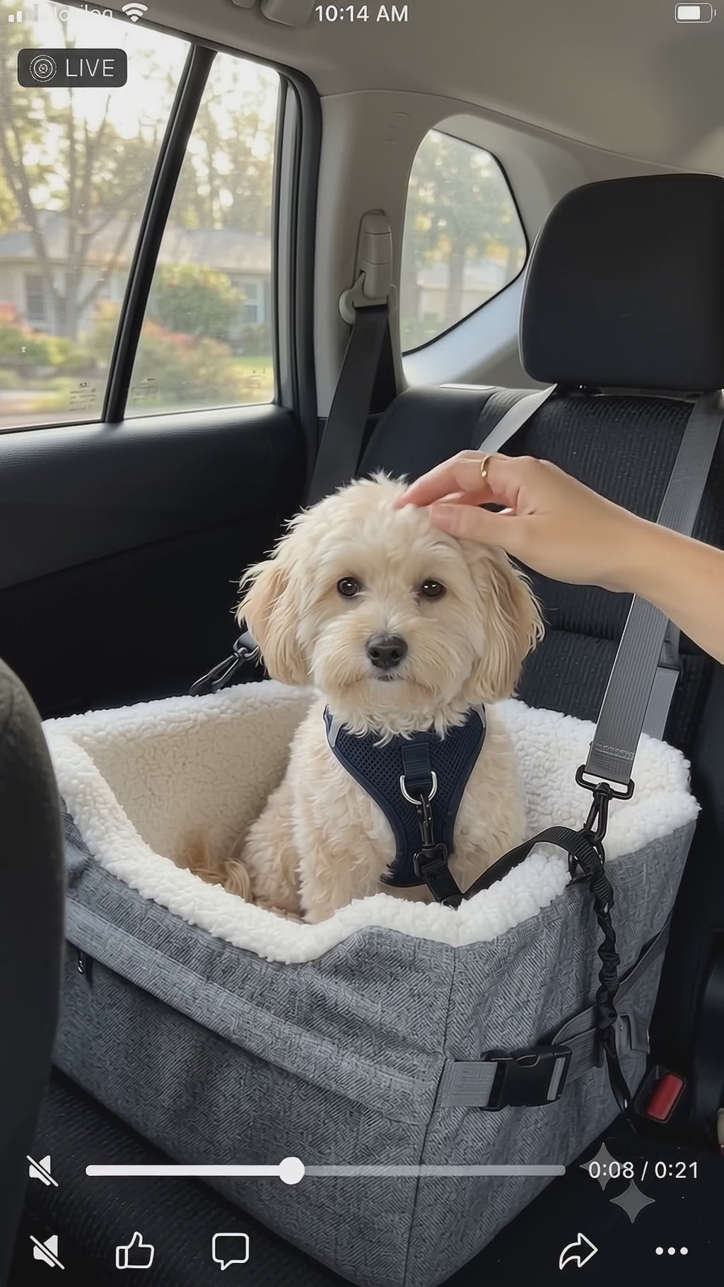 Small Dog Booster Car Seat – Foldable