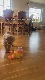Duck Dog Treat Dispenser – Interactive Puzzle Feeder